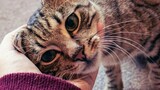 Do you speak cat? Take the quiz