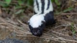 Help protect the elusive African Striped Weasel: a call for citizen scientists