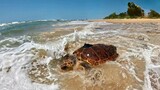 After 14 years of rehab, loggerhead sea turtle DJ returns to the ocean