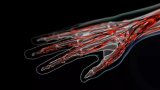 Russian Scientists Develop Improved Algorithm for Better Vein Visibility