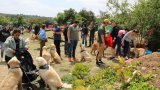 City of gold shines as over 100 Golden retrievers gather for a cause