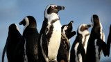 Concern over impact of Avian Influenza outbreak on Critically Endangered African Penguin