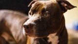 Western Cape High Court orders evaluation of dogs after multiple attacks