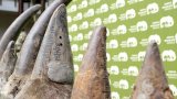 Northern Cape High Court allows rhino horn export for conservation funding