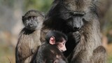 City defends baboon sanctuary plan amid growing opposition