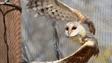 Owl' s tragic demise at Coca-Cola plant ruled accidental