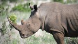 Major rhino horn trafficking network dismantled after seven-year investigation