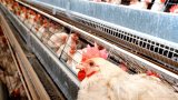 Bird flu outbreak in Western Cape: What you need to know to protect poultry and wildlife