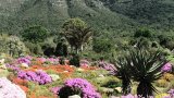 Tourism Month special: SANBI offers unlimited access to SA’s national botanical gardens