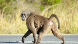 New action plan to relocate and manage Cape Peninsula baboon populations