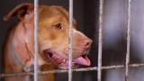 High Court mandates evaluation of pit bull dogs following alarming attacks in Caledon