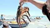 Minister defends increasing West Coast Rock Lobster catch by 58. 4% for 2025/2026 season