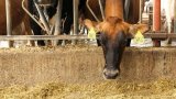 Foot and mouth disease: Small farmers in KZN call for equitable vaccine distribution