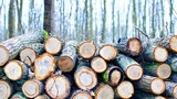 SAFCOL loses R20 million annually to timber theft and illegal mining in Mpumalanga