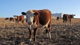 Constitutional Court broadens interpretation of grazing rights under ESTA