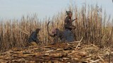 Tongaat Hulett Liquidation Shock: Sugar Industry Warns of Job Losses and Rural Collapse as Growers Urge Rescue