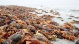 South Africa's West Coast Rock Lobster TAC increased by 58. 4% for 2025/2026 season
