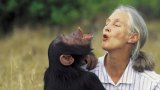 Chimpanzees make good doctors