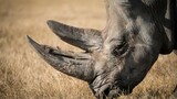 Rhino poaching doubles in South Africa's Kruger park, despite national decline
