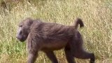 Durban's second baboon sighting ends with successful capture