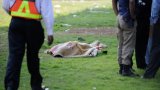 Two Nigerian nationals arrested for kidnapping and murder of Mpumalanga man Gift Combrinck