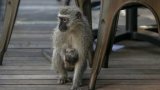 Umdoni Retirement Village addresses monkey culling claims amid community backlash