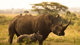 Can gene editing save the northern white rhino? Colossal Biosciences' bold plan