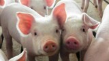 KZN pig farmers demand inclusion in foot-and-mouth disease vaccination drive