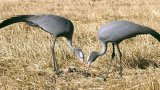 The plight of the Blue Crane: Protecting South Africa's national bird