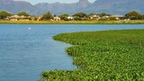 World Wetlands Day: The crucial role of Wetlands in Western Cape's ecosystem