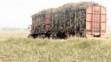 Economists warn of job losses as US tariffs threaten South African trade