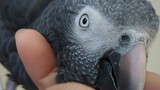 A tale of two parrots: Mpumalanga court resolves African Grey ownership dispute