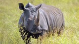 2025 marks a turning point: South Africa's fight against rhino poaching shows promise