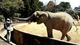 Harvard academics aim to join court case for Johannesburg Zoo elephants