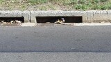 Caught on camera: municipal worker sweeps dirt into drain