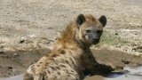 Hyena attack at Cape Vidal campsite prompts urgent action by KZN wildlife authorities