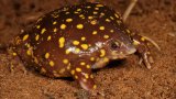 What’s croaking? New app identifies frogs by sound