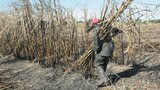 Nearly one million livelihoods on the line as Tongaat Hulett liquidation fears rock KZN sugar belt, warns Dave Woollam
