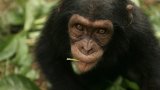 Endangered wild animals sold as bushmeat on TikTok