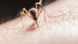 VectorGrid-Africa: a groundbreaking initiative to combat mosquito-borne diseases in Africa