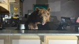 Caught red-pawed: Bear drops in for a sundae surprise