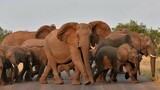Mawana roaming elephant herd receives vital protection amid human-wildlife conflict in northern KwaZulu-Natal