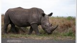 Understanding the vital role of rhino horns on World Rhino Day
