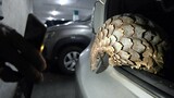 Wrong turn: Police officers arrested for trying to sell pangolin worth R160,000 to undercover cop