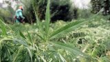 Don’t discard Cannabis leaves – they contain rare flavoalkaloids