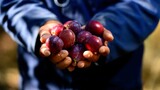 South Africa's agricultural sector celebrates first plum exports to China
