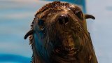 Captain Hook: The Cape fur seal's inspiring rescue from fish hooks