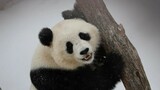 Pandas revel in deep snowfall