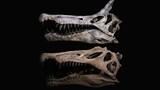 VIDEO | New dinosaur species unearthed in Sahara