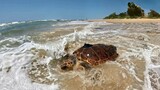 DJ the loggerhead turtle's inspiring journey across a thousand kilometres of ocean